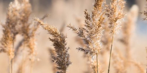 Riet