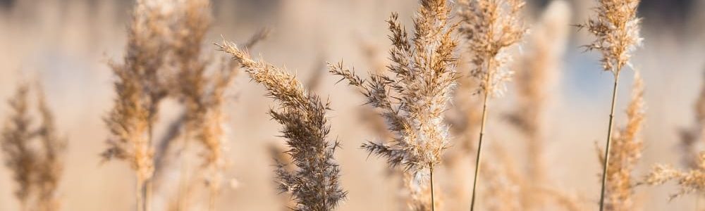 Riet