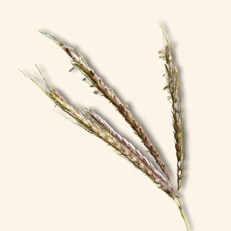 Riet