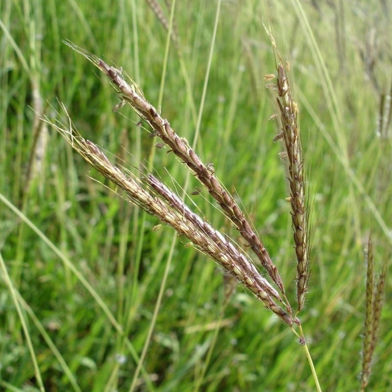 Riet