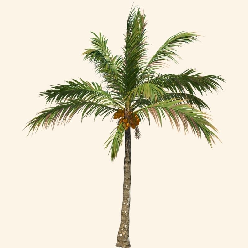 Rotan palm
